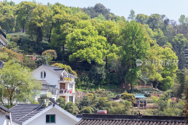 杭州杨梅岭绿意盎然的梯田式茶园