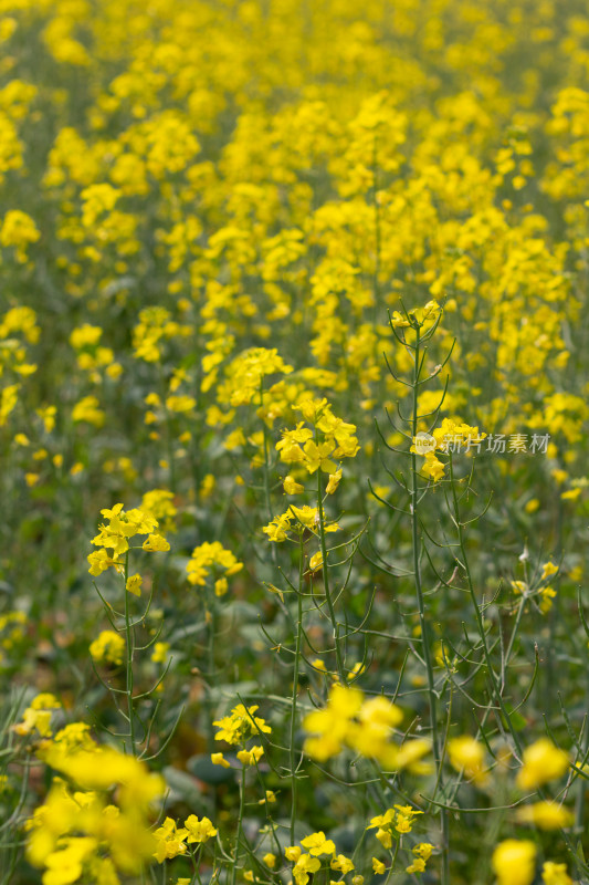 美丽的黄色油菜花田近景特写