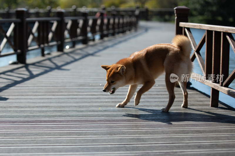 一只在栈道上玩耍觅食的柴犬