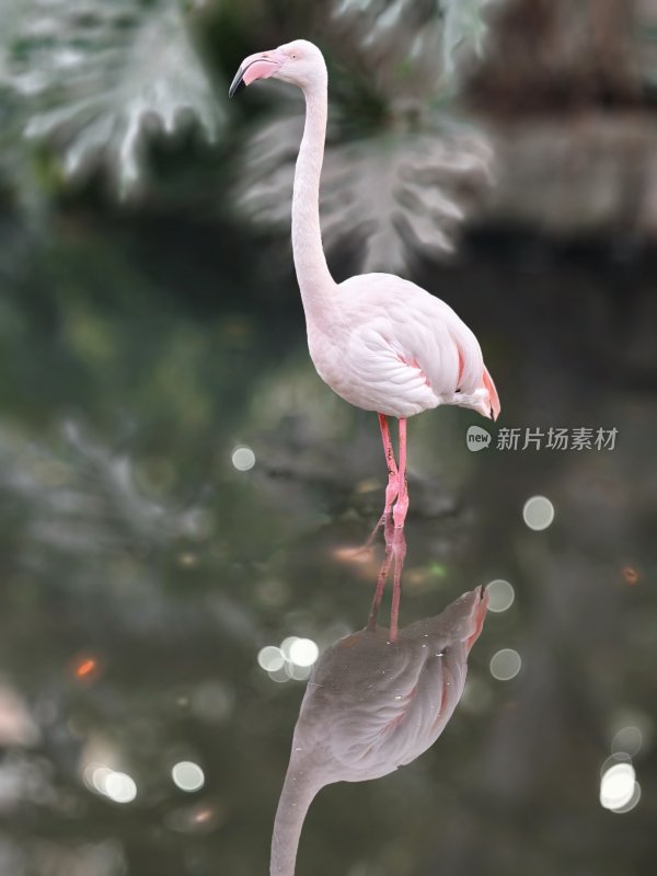 浅水中优雅站立的火烈鸟