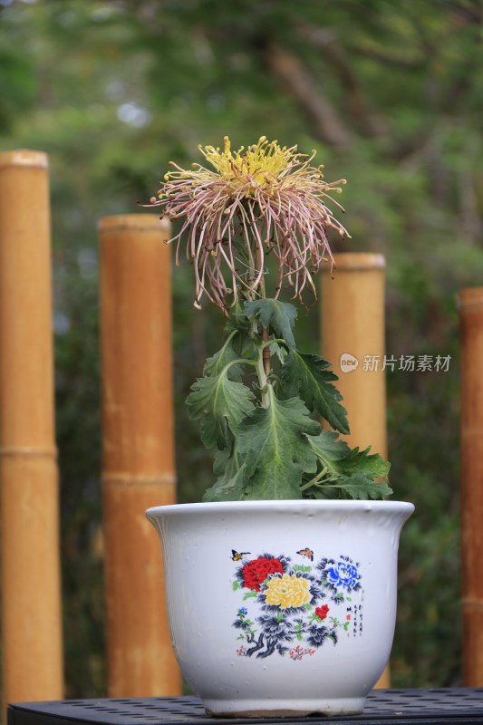 紫色菊花 丝状菊 线菊 