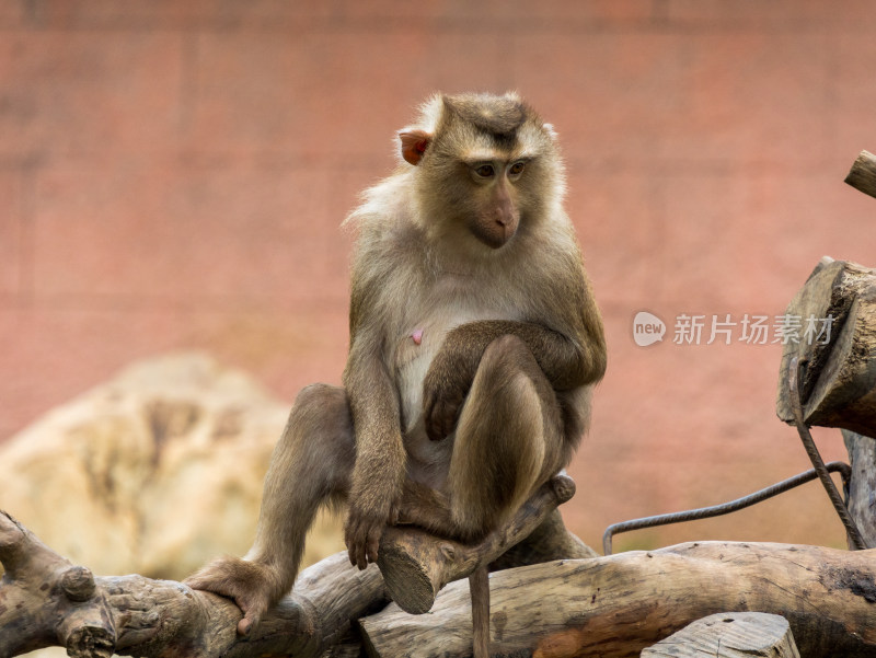 湖州龙之梦动物世界猴子