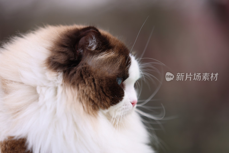 猫咪向别处看的特写镜头