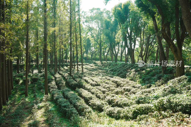 虎丘阳光下的茶园