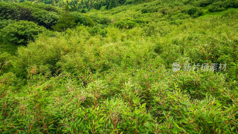 湖北神农架5A景区神农顶竹林