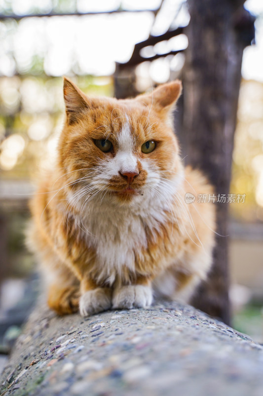 橘猫在墙上休息