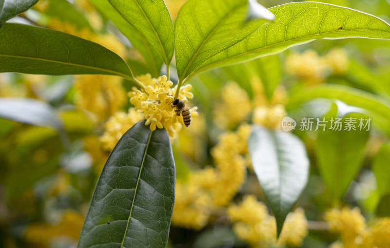 蜜蜂在桂花上采蜜