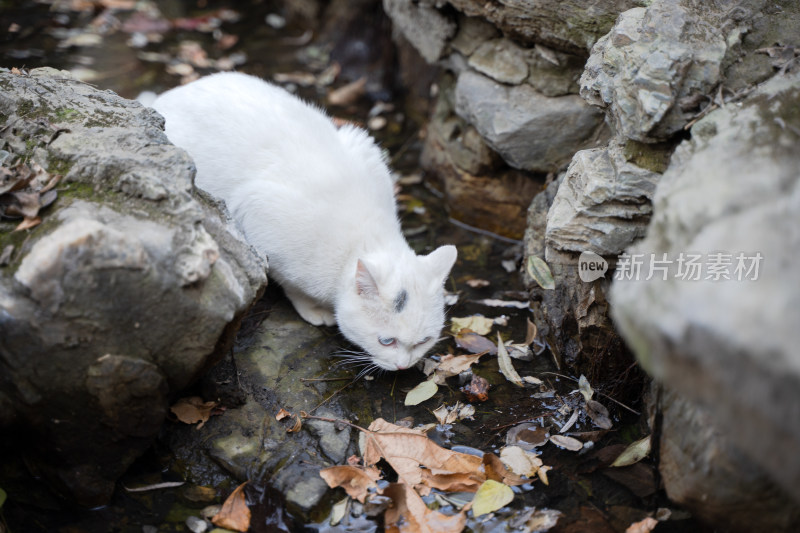 白猫在户外喝水流浪猫饮水