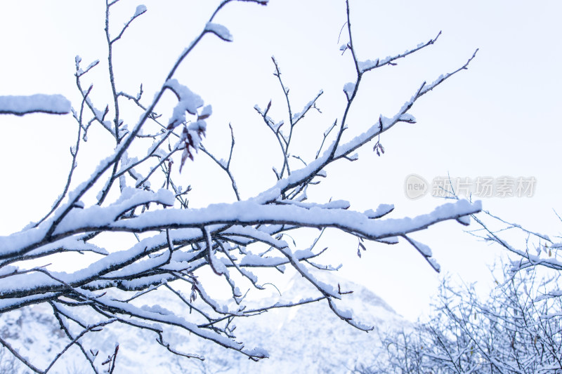 冬日积雪覆盖的枯枝