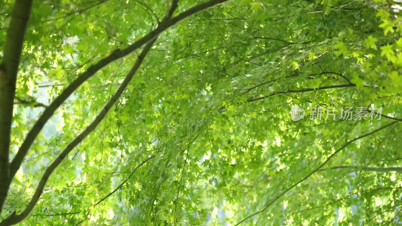 茂密绿树枝叶繁茂景象