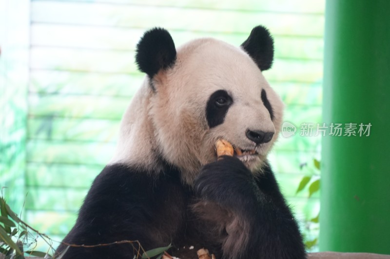 大熊猫坐卧进食竹子