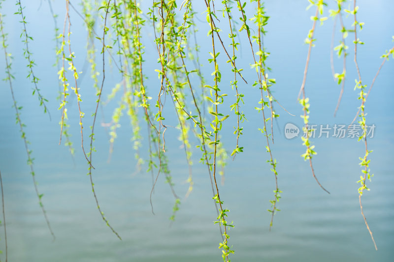 春天立春柳树发芽