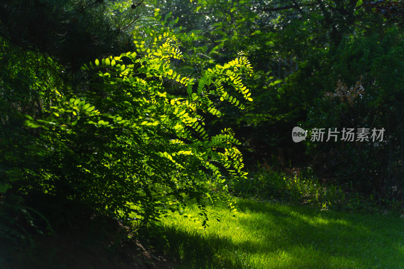 阳光下的繁茂绿植与草地