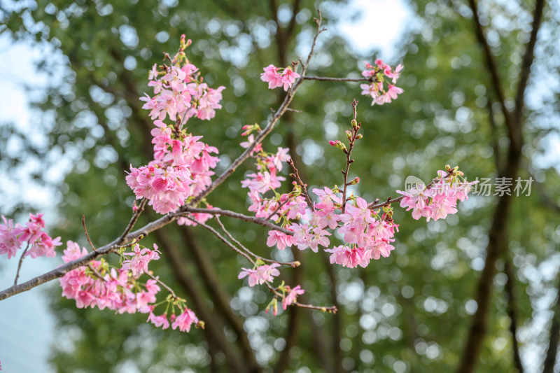 樱花特写拍摄