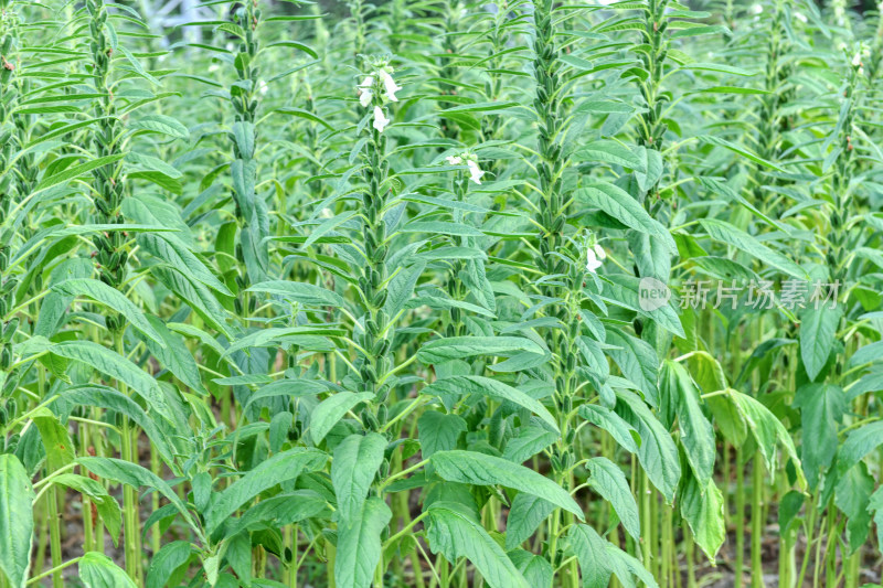 生长中的芝麻，芝麻种植