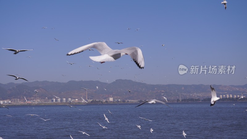 海埂大坝海鸥