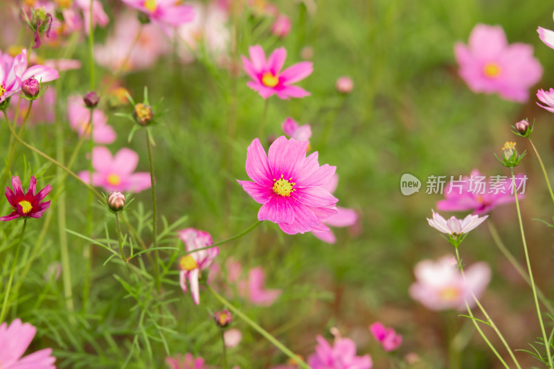 夕阳下的格桑花或波斯菊