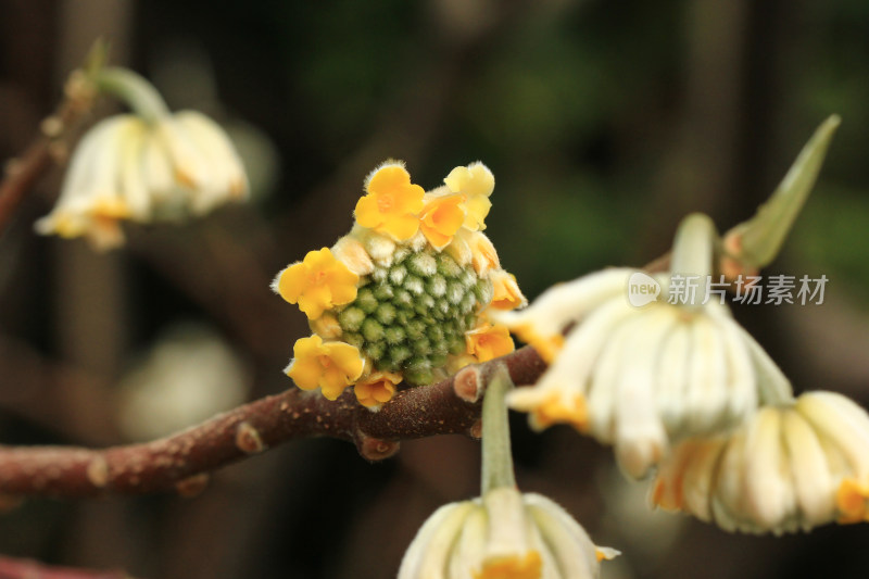 金黄色的结香花盛开