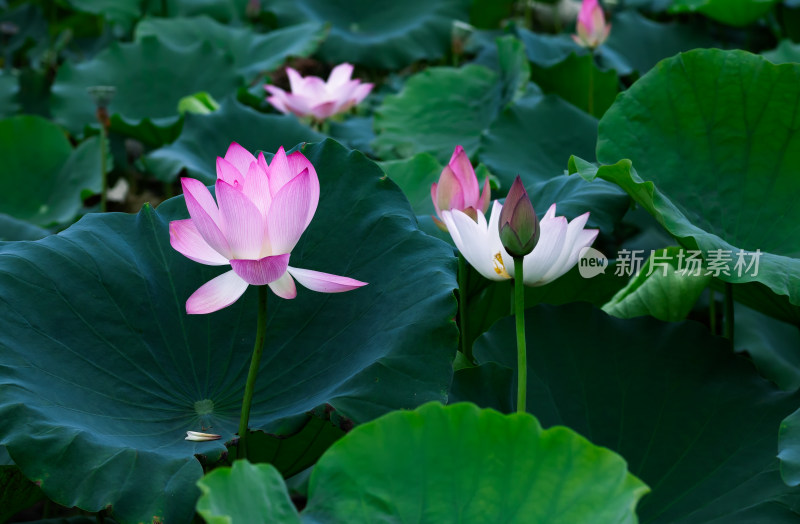 夏季池塘荷花