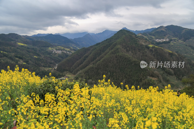 徽州古茶道：歙县文昌古道春天油菜花盛开