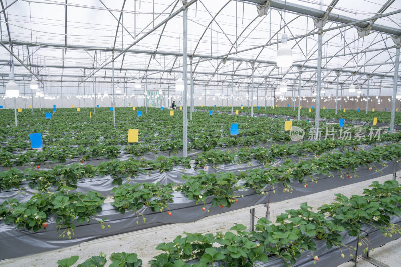 阳光大棚草莓生态科技产业园