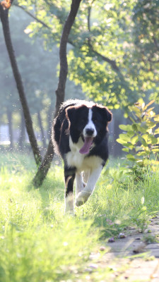 边境牧羊犬