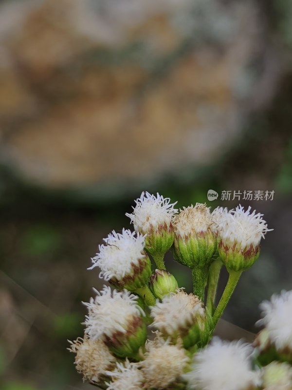 白色花朵微距特写，展现植物独特细节