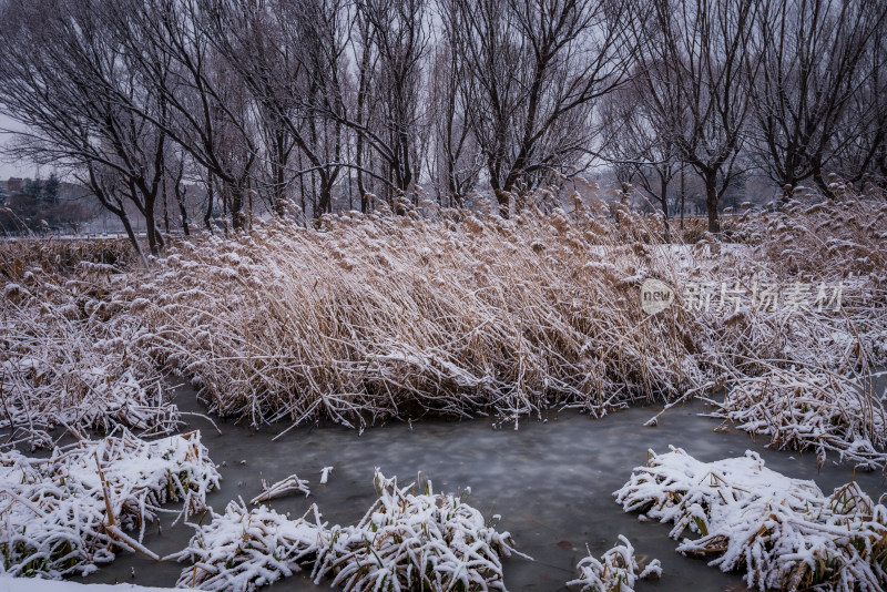 下雪了城市公园自然风景