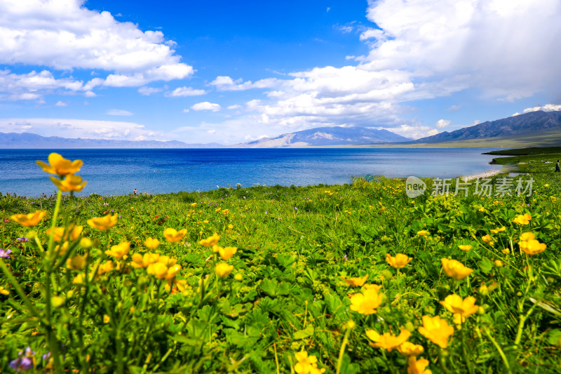 春天治愈鲜花大海