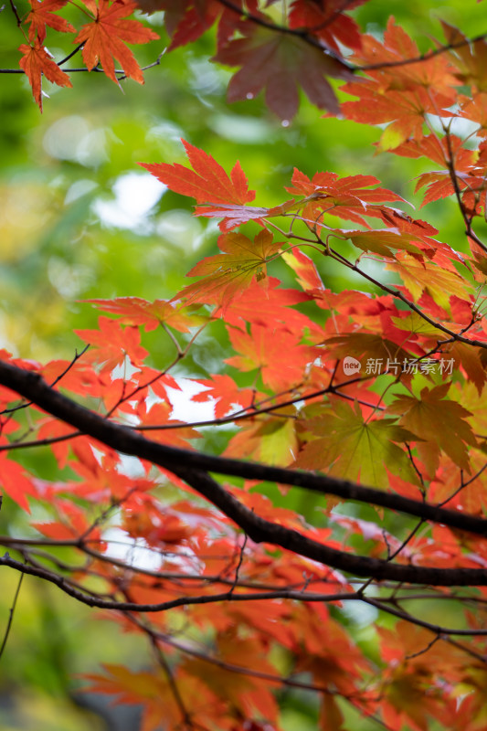 特写火红的枫叶美景