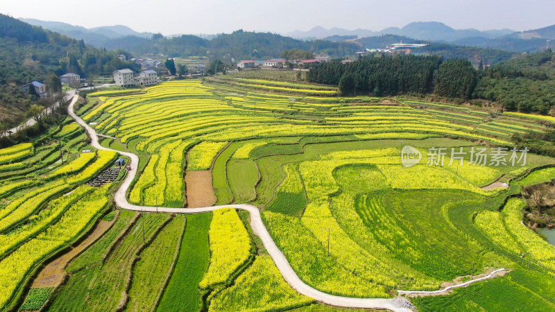 油菜花种植