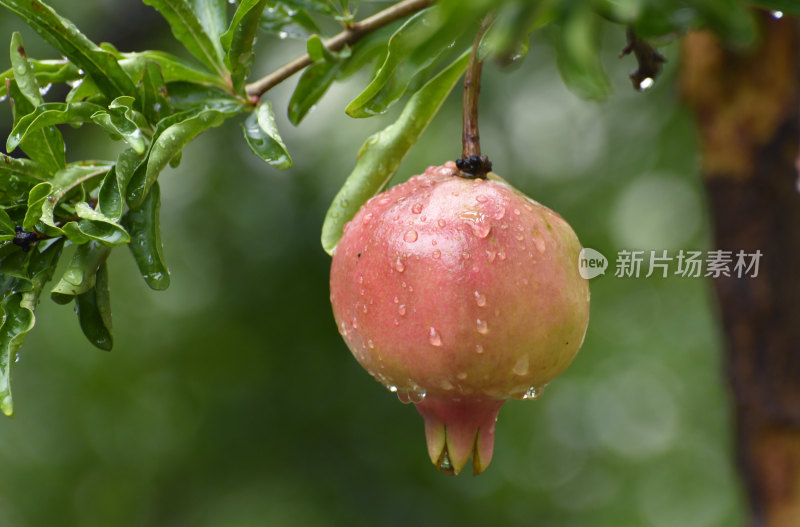 山东枣庄冠世榴园挂满雨珠的石榴果实