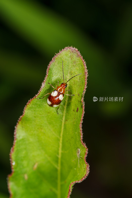 红白相间的黄斑长跗萤叶甲