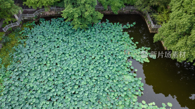 午后，航拍公园池塘荷花池、生机勃勃的植物