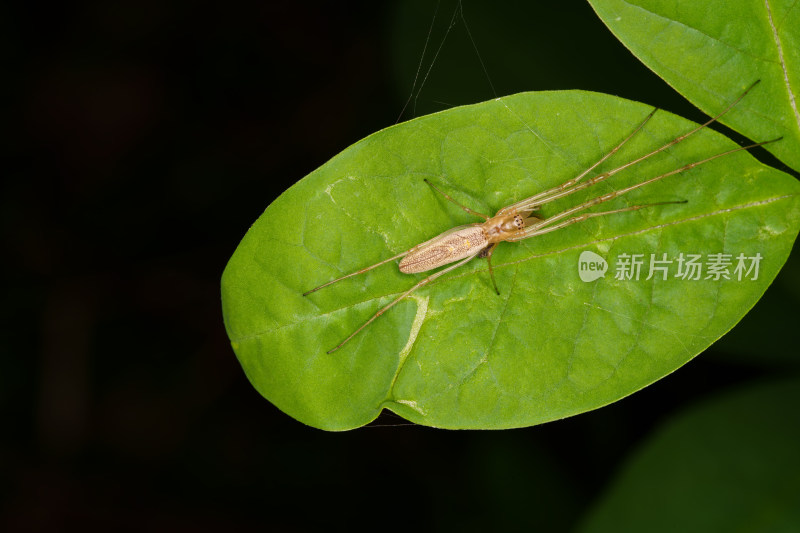 趴在绿叶上的直伸肖蛸特写