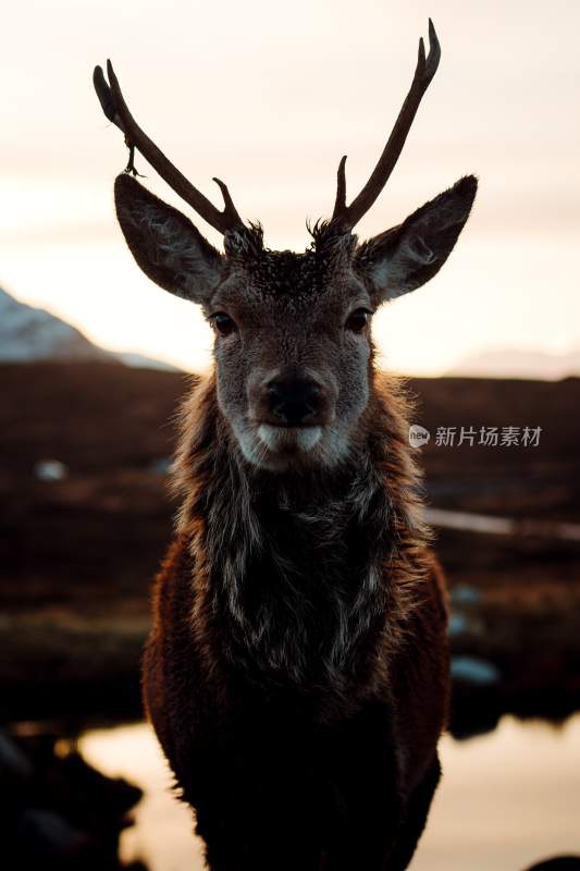 野生动物鹿