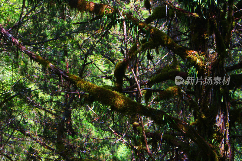 苔藓树枝植物川西户外