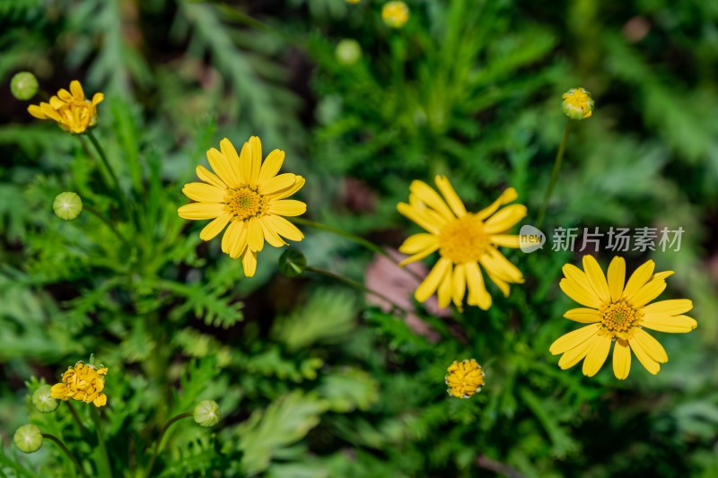 路边上，黄金菊的特写