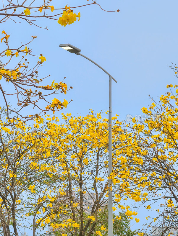 城市街道盛开黄花风铃木景象