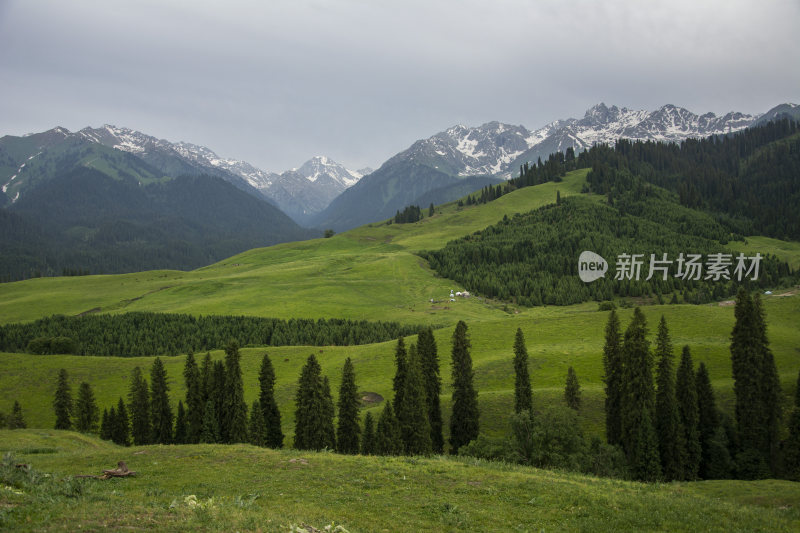 新疆伊犁森林草原自然风光