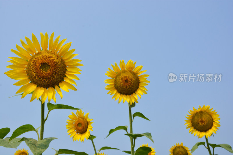 向日葵花朵盛开农业种植