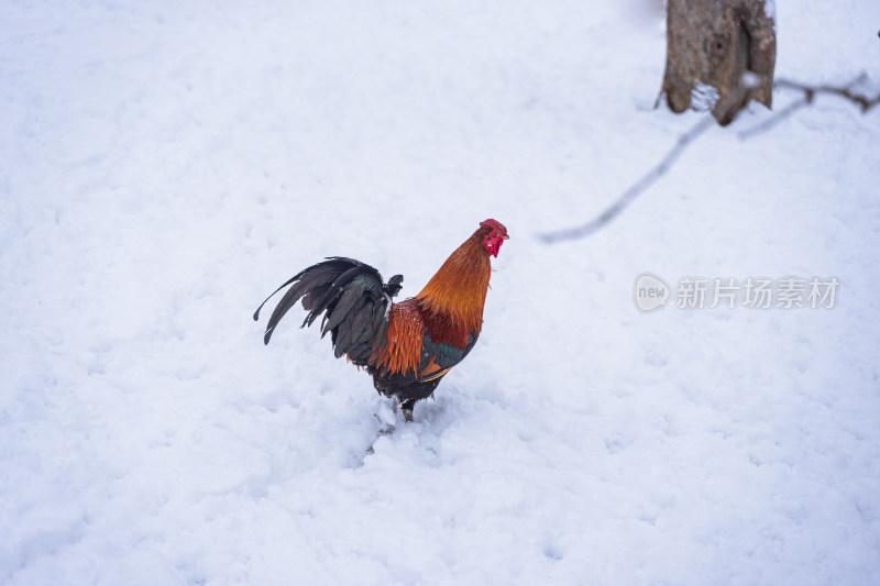 雪地上的公鸡散养鸡