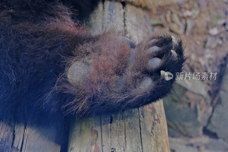 紫清湖动物园的大熊猫暖暖等