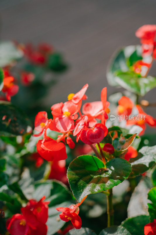 鲜艳的花朵特写