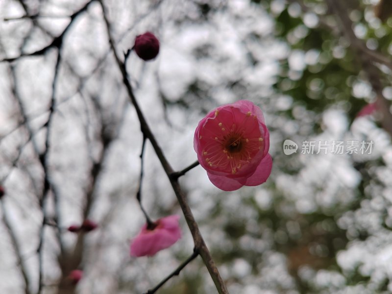 粉色梅花枝头绽放的唯美景象