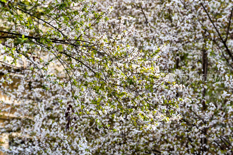 春天小区里的杏花树盛开