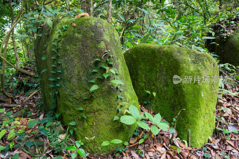 森林中长满青苔的岩石