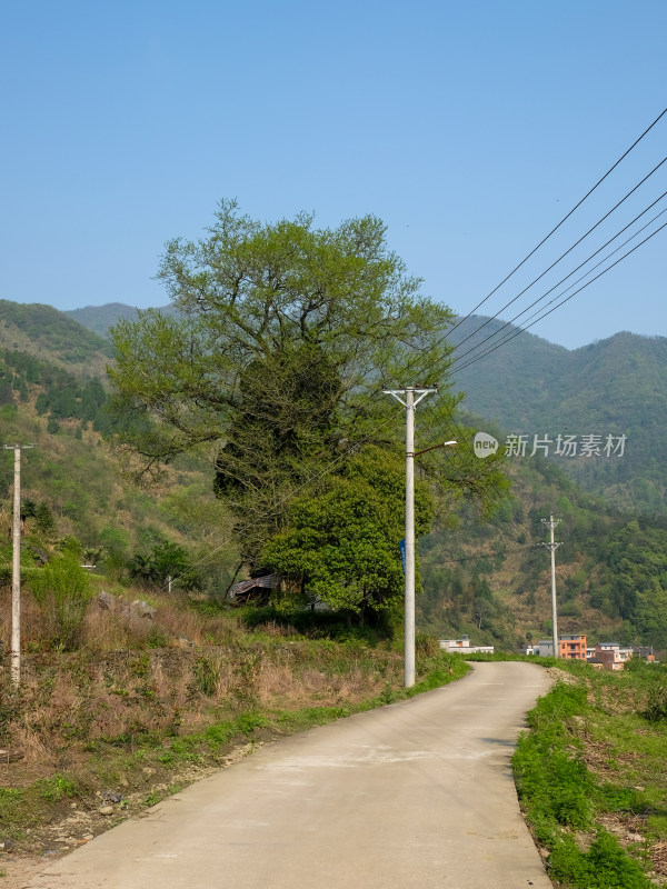 乡间小路旁有大树的乡村自然风景