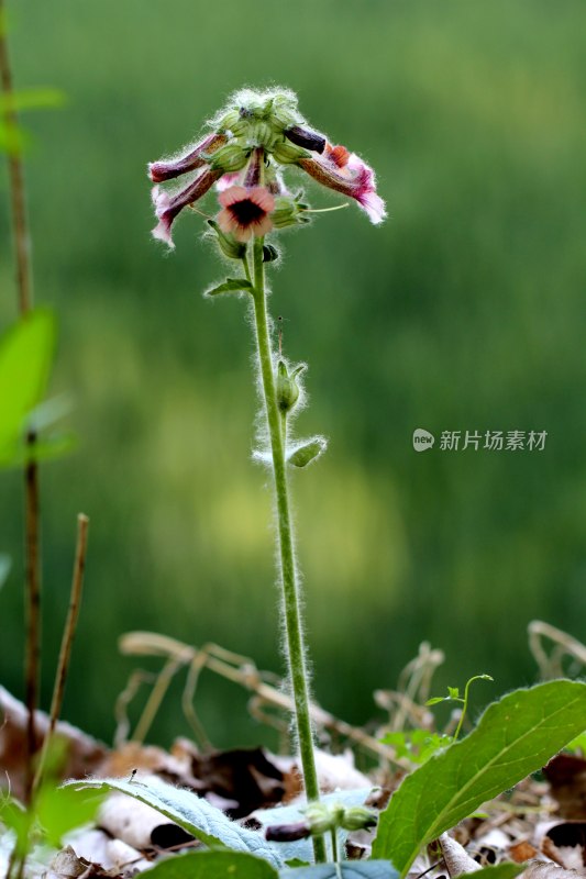 野生地黄