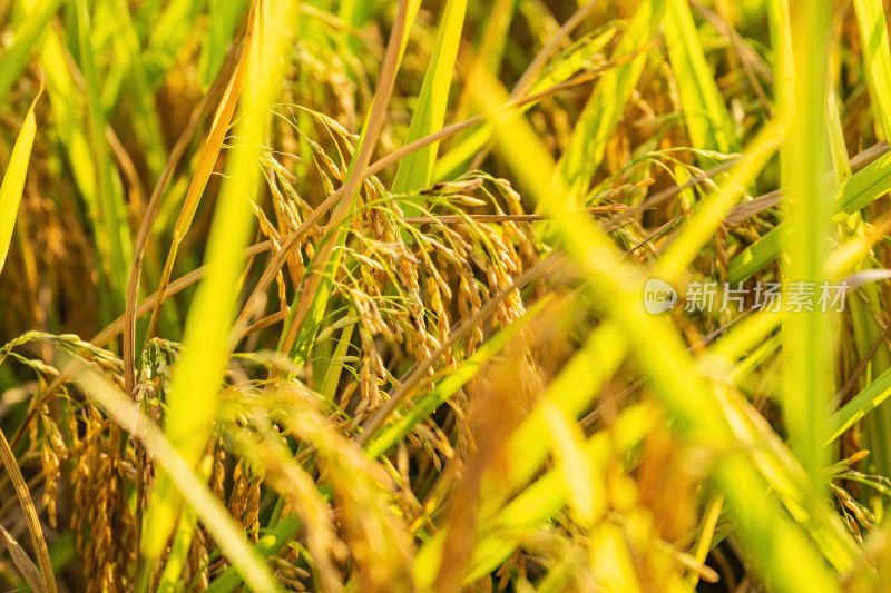 秋天，亚市农村农田即将收割的黄金水稻